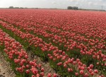 [Zeel Leen vdmark 30-4-010.jpg]